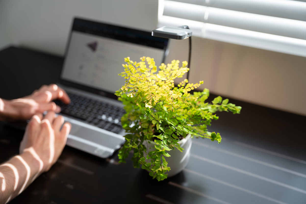 Ocean Sun Lamp and Plant